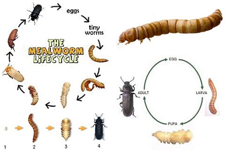 See answer (1) Best Answer. Copy. a beetle. yes it does turn into a beatle but people think worms turn into butterflys like caterpilers. But worms and mealworms turn into beetles and its hard to ...